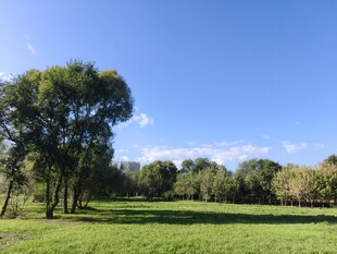 郊外绿野蓝天树木美景