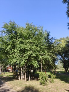 绿树成荫的户外景致