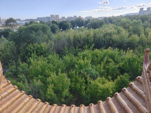 俯瞰葱郁树林美景