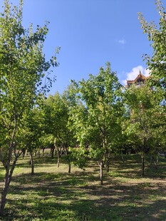 绿树成荫的户外景致