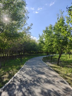 阳光照耀下的林间小径