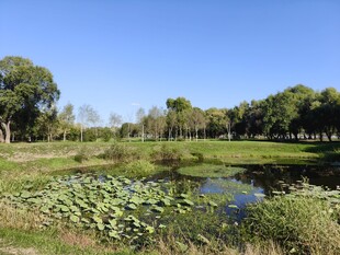 田园风光中的静谧池塘