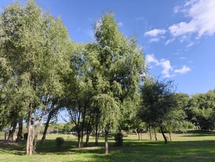 夏日公园绿树蓝天美景