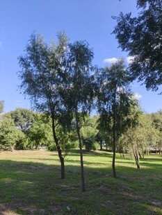 阳光照耀下的绿意树林