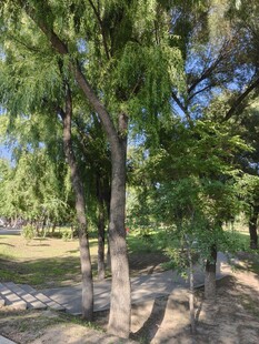 公园内葱郁树木景观