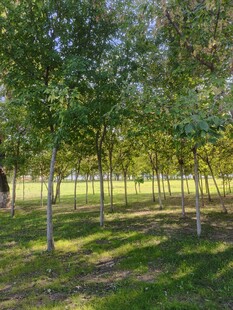 阳光照耀下的葱郁树林