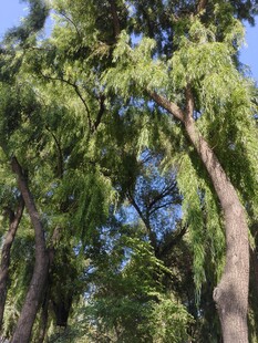 茂密树林中的繁茂树木