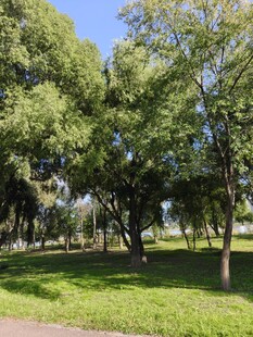 绿意盎然的公园树林景观