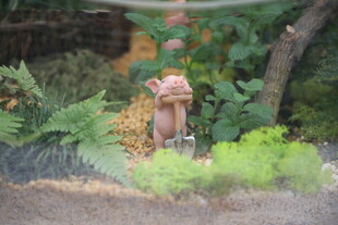 迷你花园中的精致小景