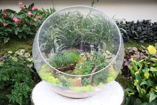 玻璃球内的微观绿植世界