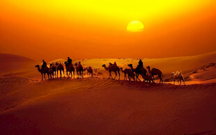 沙漠驼队