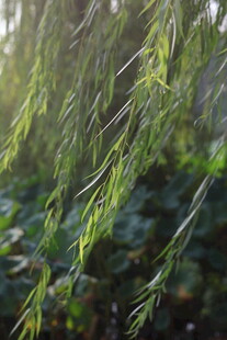 随风摇曳的翠绿柳枝