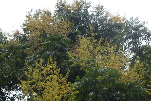 复羽叶栾树开花