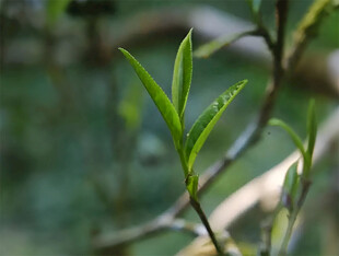 茶叶新芽