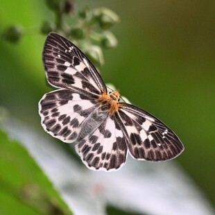 黑白花纹蝴蝶展翅飞舞