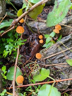 林间橙色蘑菇与绿植景象