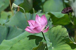 娇艳荷花绽放于绿叶间