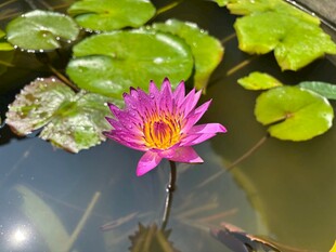 水中绽放的艳丽粉色睡莲