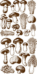 多样蘑菇手绘插画集合