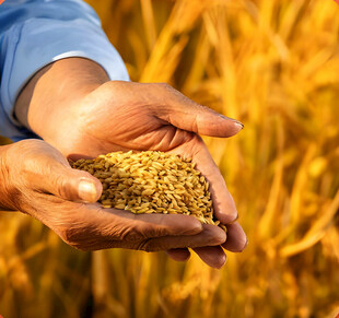 手捧谷物