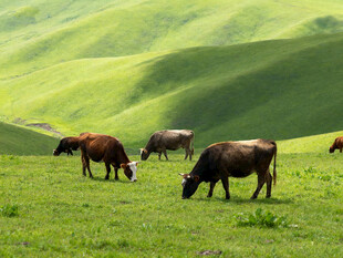 草原上悠闲吃草的牛群