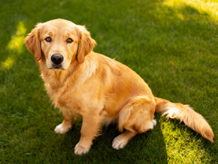 阳光下的金毛犬