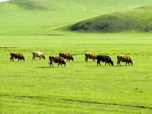 草原上的牛群悠然漫步