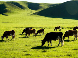 草原上的牛群悠然吃草