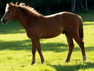 阳光下的棕色骏马