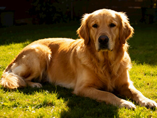 阳光下的金毛犬