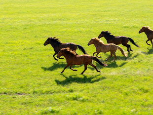 草原骏马奔腾