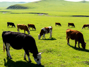 草原上悠闲吃草的牛群
