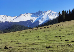 雪山牧场