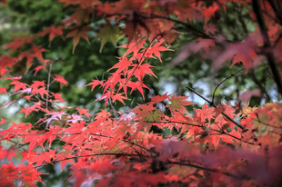 秋日枫叶