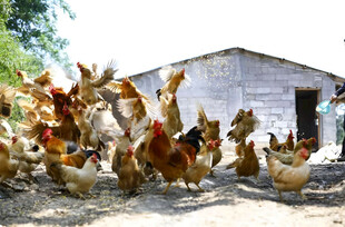 散养鸡
