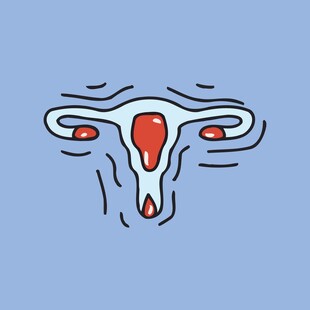 女性生殖系统示意图