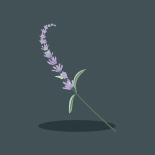 一枝紫色薰衣草插画