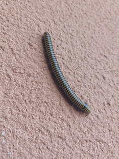 千足虫