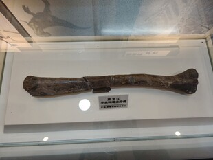 远古动物股骨化石展示