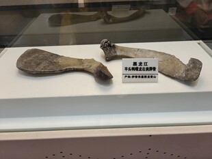 古代骨质工具展示