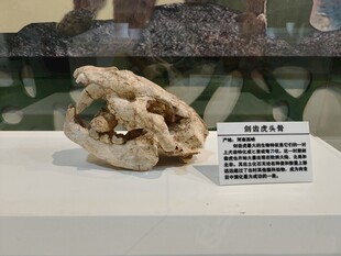 古代奇特骨骼展品