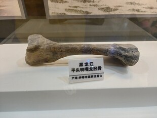 远古动物骨骼化石展示