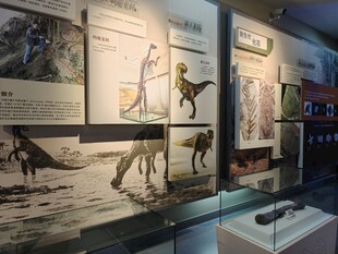 博物馆中的恐龙化石展品