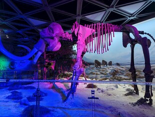 博物馆中的恐龙骨架展品