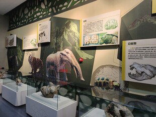 博物馆内的史前生物展示