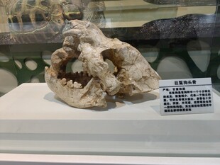 远古动物头骨标本展示