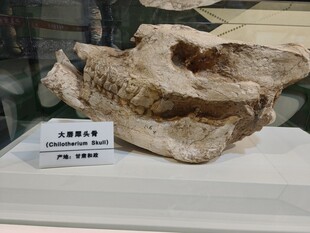 远古动物头骨化石展示