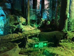 奇幻森林中的神秘绿色标志