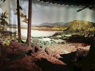 森林中的自然风光景象