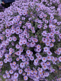 紫色繁花簇拥的美丽景致